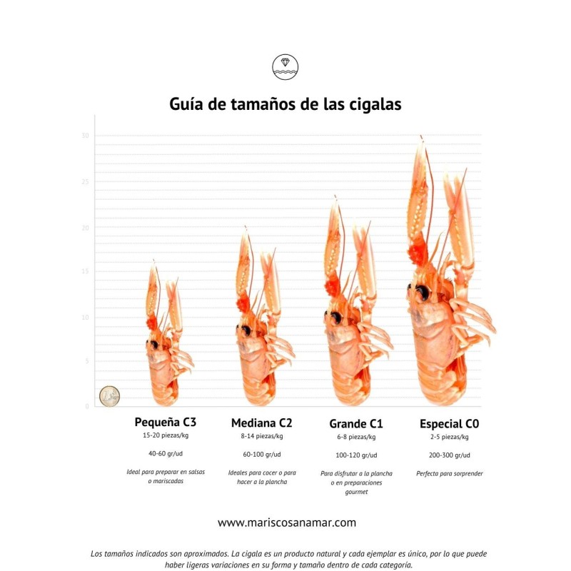 Guía de tamaños de las cigalas