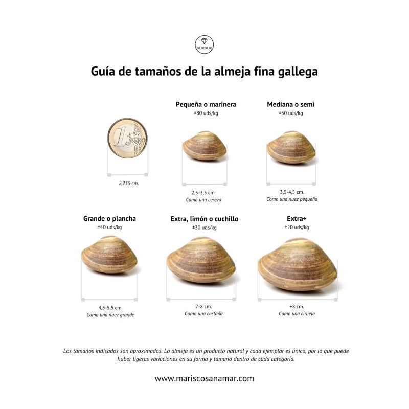 Guía de tamaños de las almejas