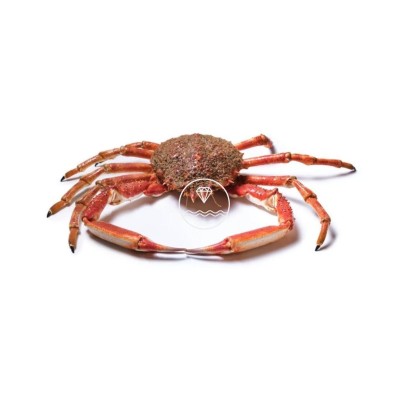 Comprar centollo del Atlántico