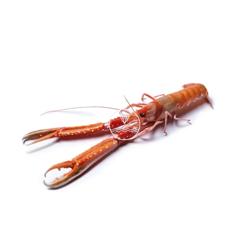 Cigala del Cantábrico mediana online