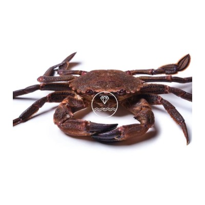 Comprar nécora viva del cantábrico | Pescadería online