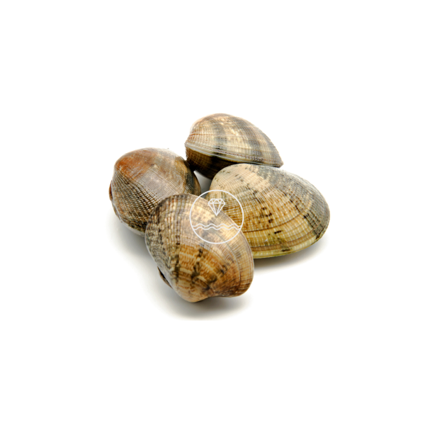 Almeja fina gallega grande | Comprar almejas online