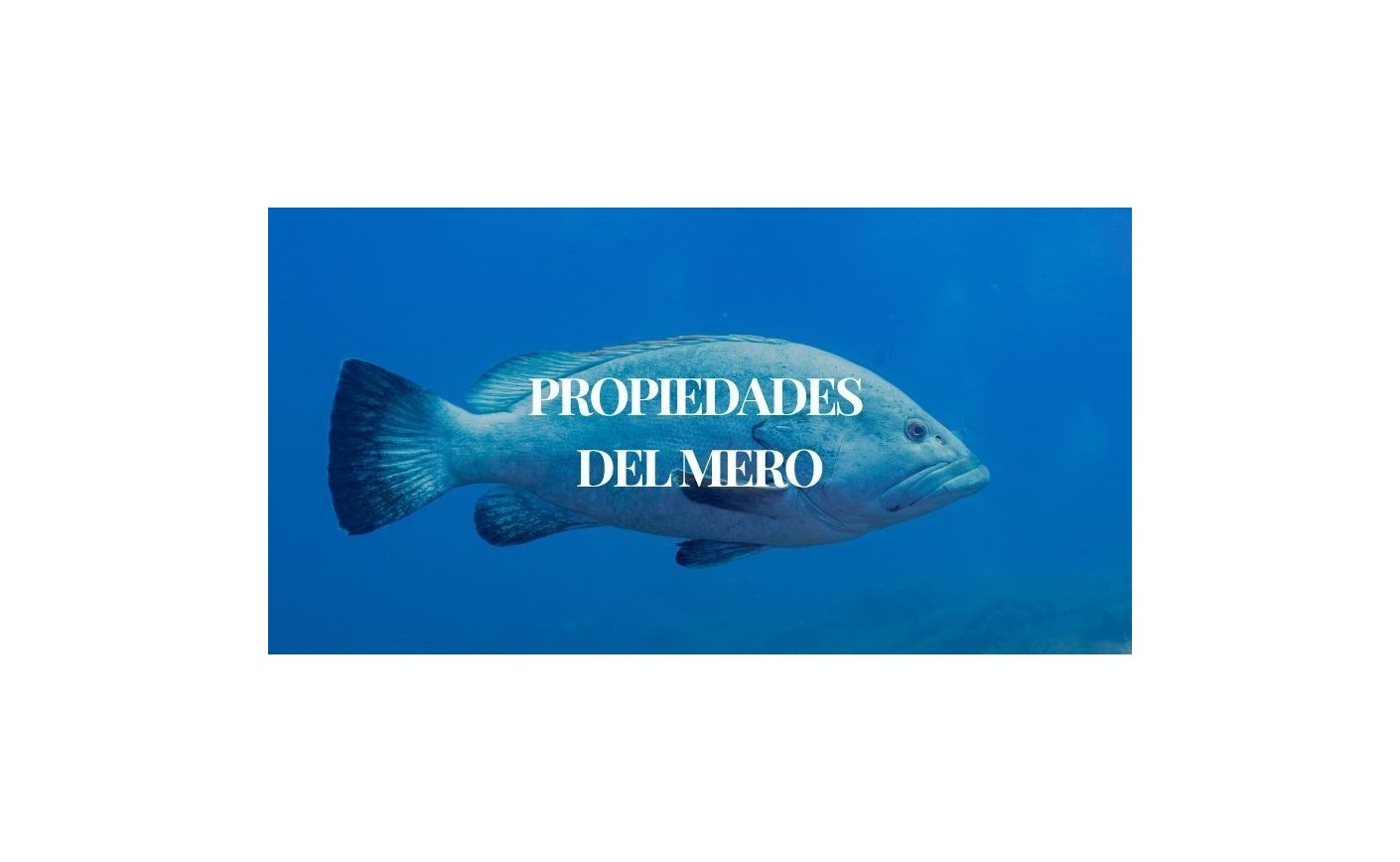 Beneficios del Mero | Propiedades y recetas para cocinarlo