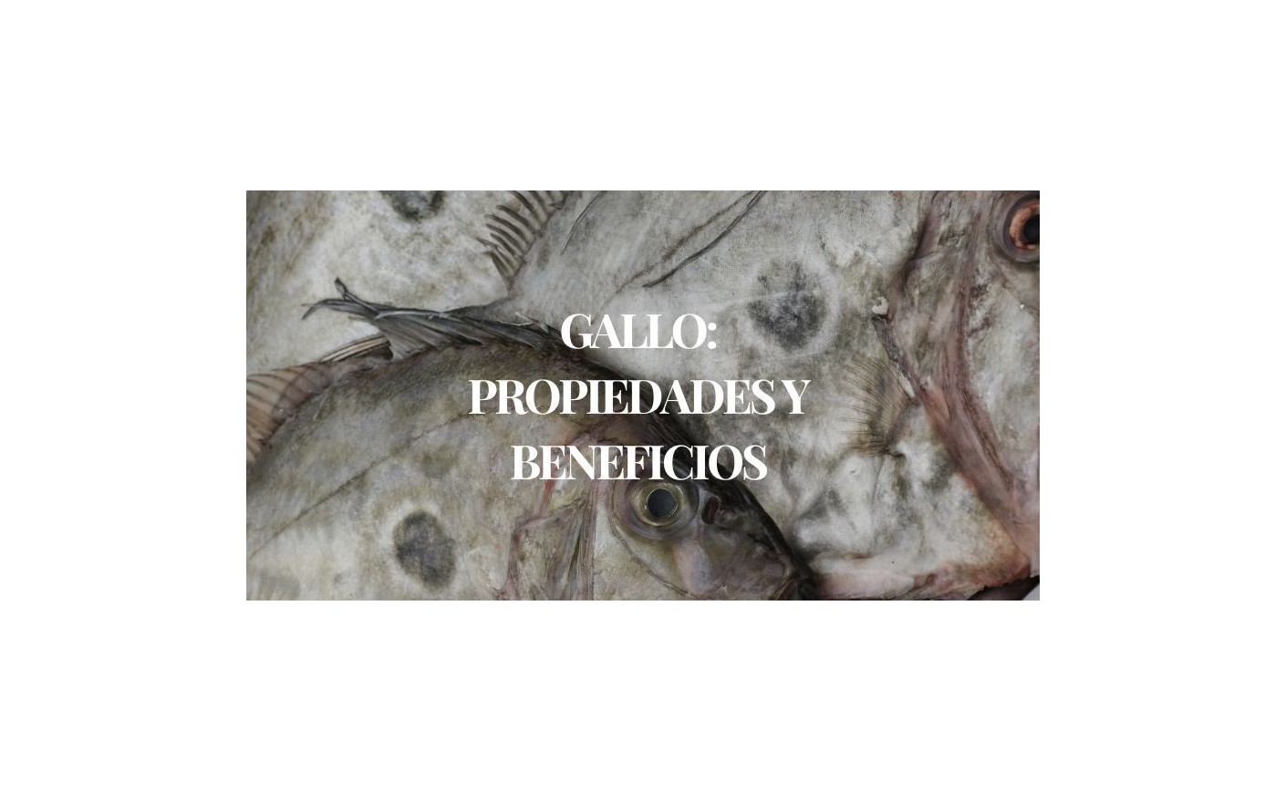 Pez gallo (San Pedro): propiedades, beneficios y cómo cocinarlo | Mariscos Anamar