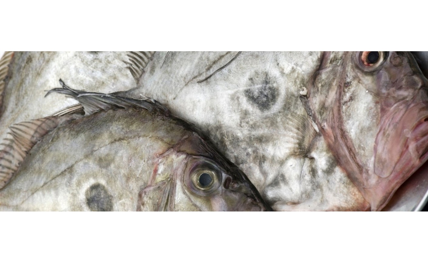 Pez de San Pedro: propiedades, beneficios y cómo cocinarlo | Mariscos Anamar