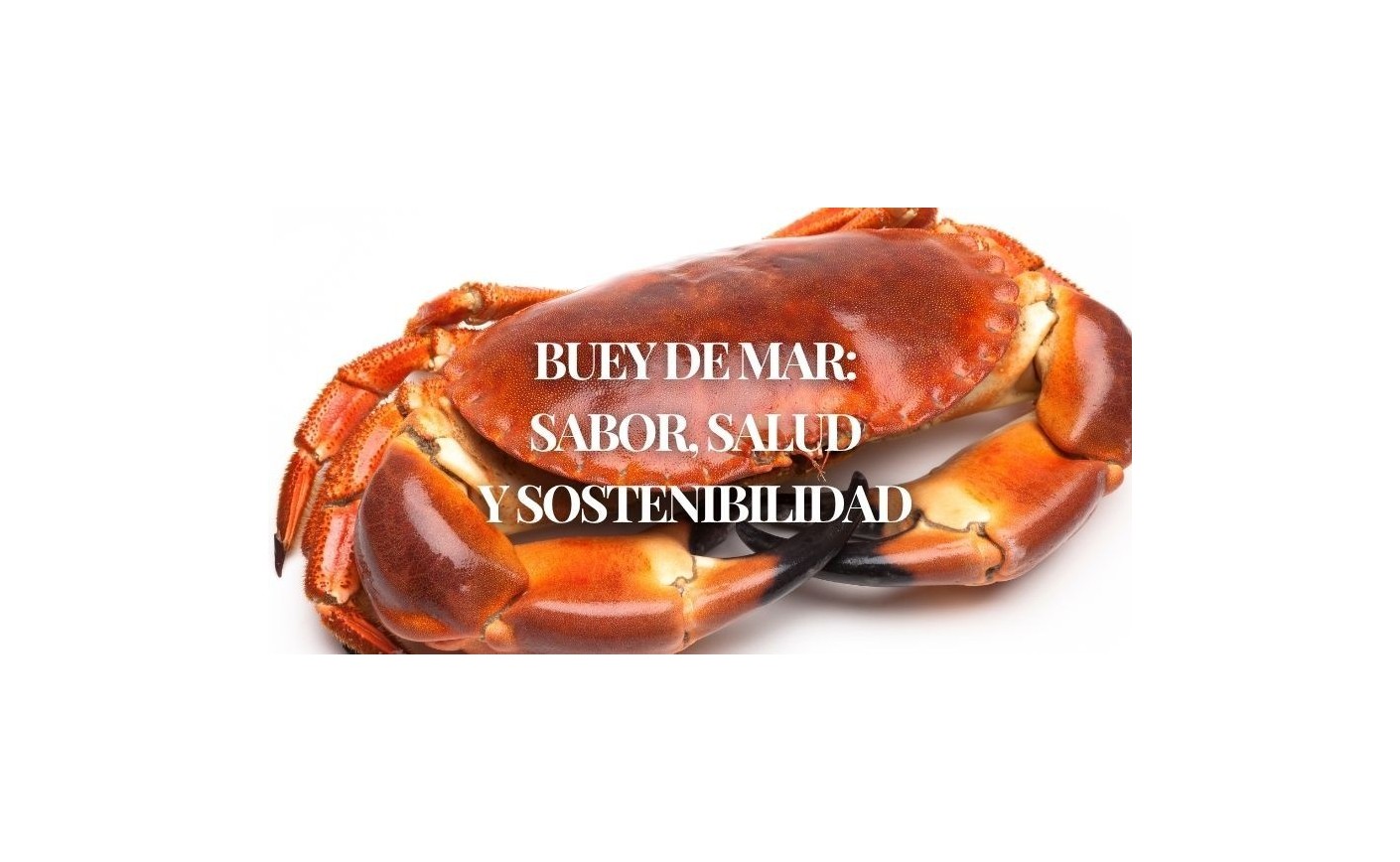 Buey de mar: propiedades, beneficios y pesca sostenible | Mariscos Anamar